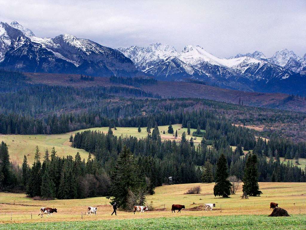 Cows and Tatras