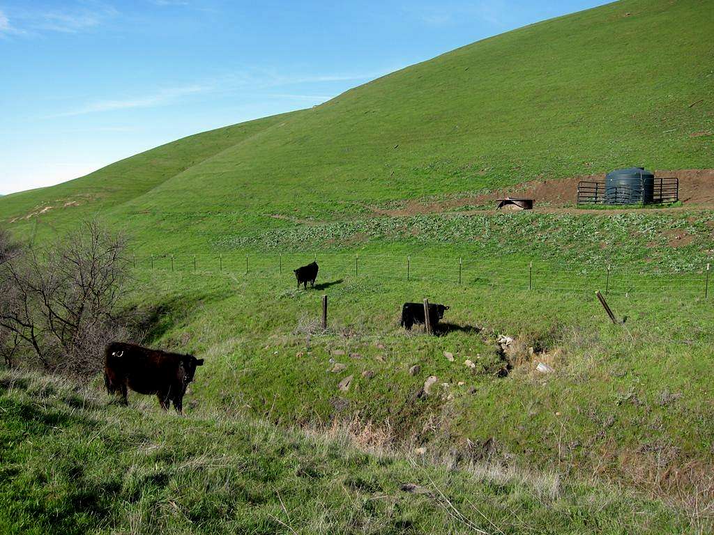 Cattle on Brushy Peak