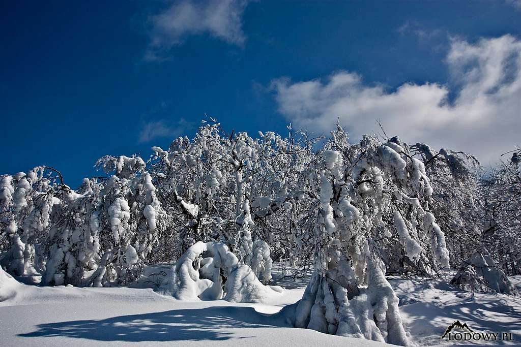 Paportna winter scenery