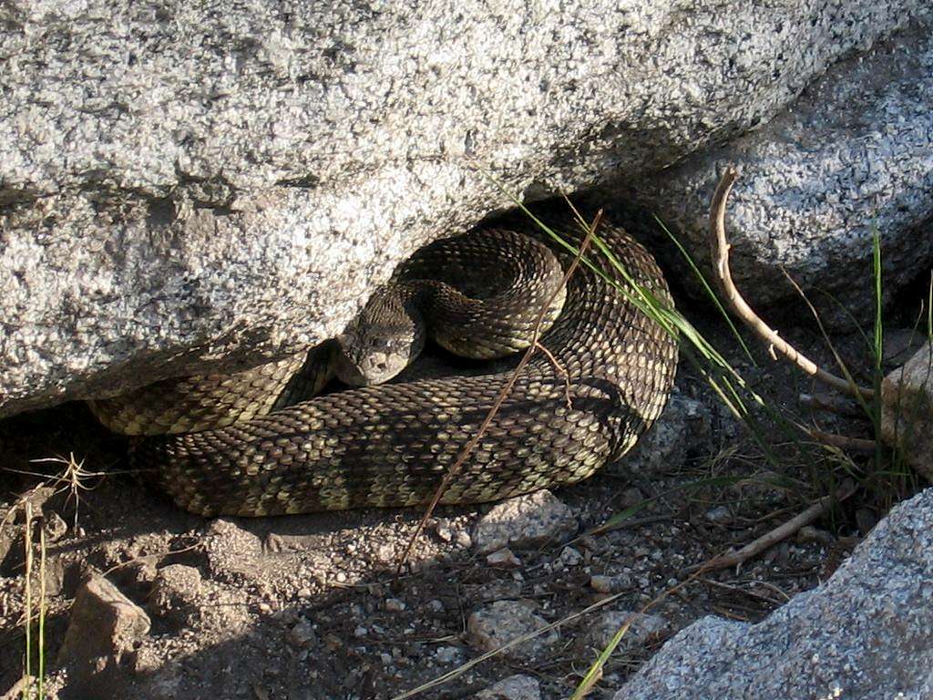 Rattlesnake on Rae Lakes Trail