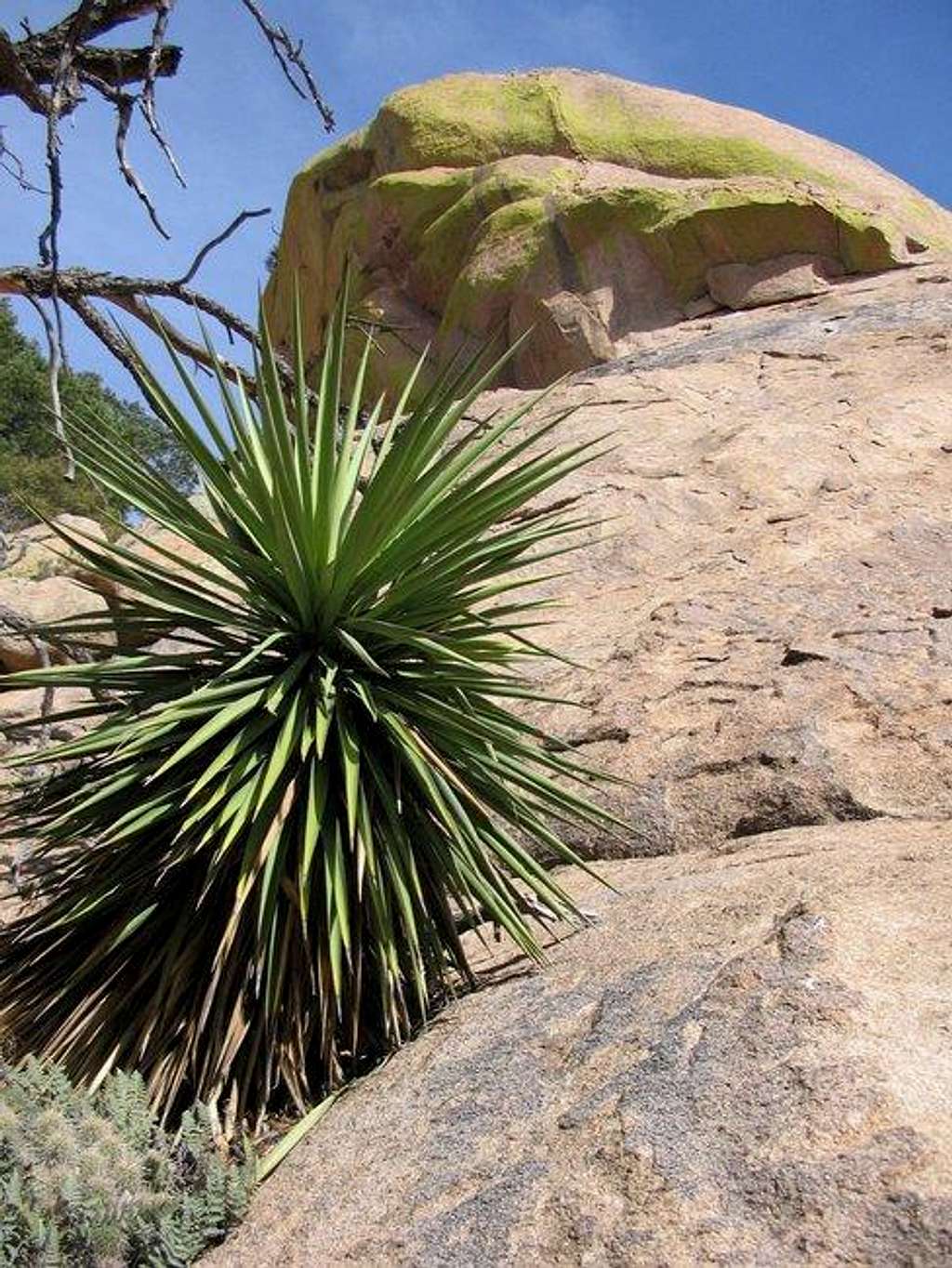 A yucca plant and the summit...