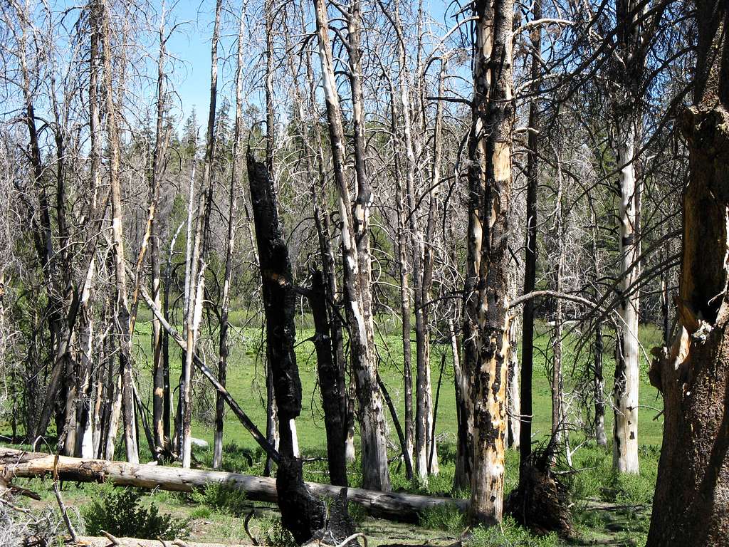 Fire Damaged Trees Hiking to Kern Peak