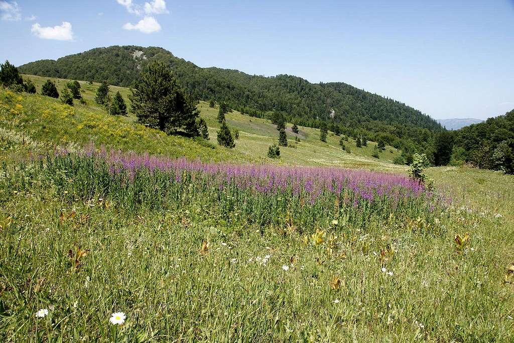 The fields of wild flowers on Zelengora