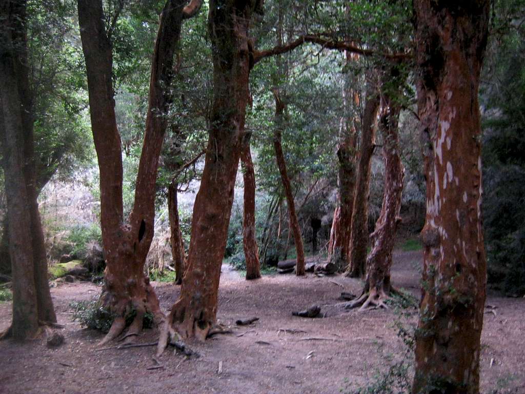 Bosque de Arrayanes