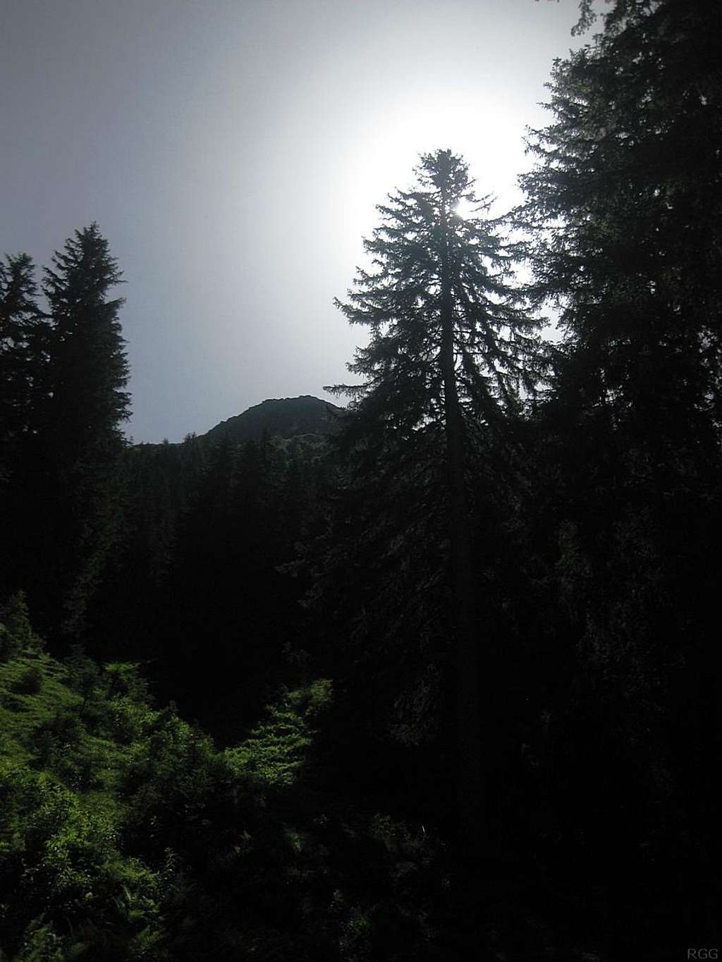 The dense forest at Trenkwald, Pitztal