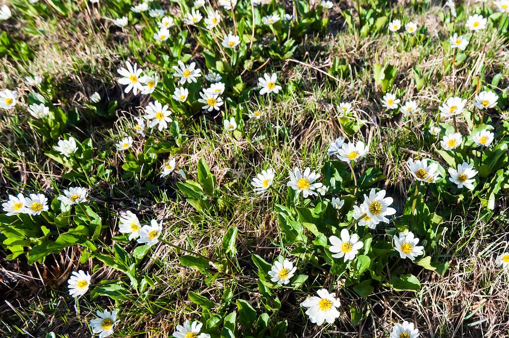 Beautiful flowers in Titcomb Basin
