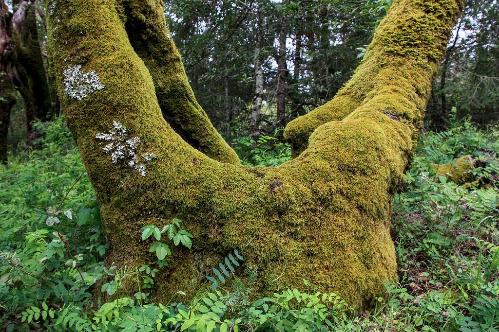 Moss covered live oak