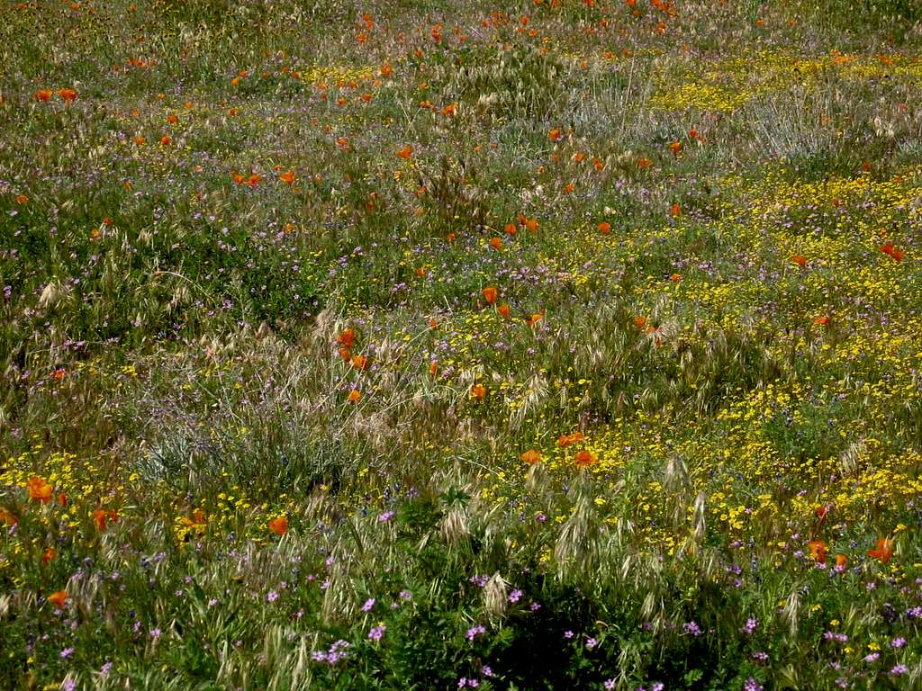 Poppy Reserve