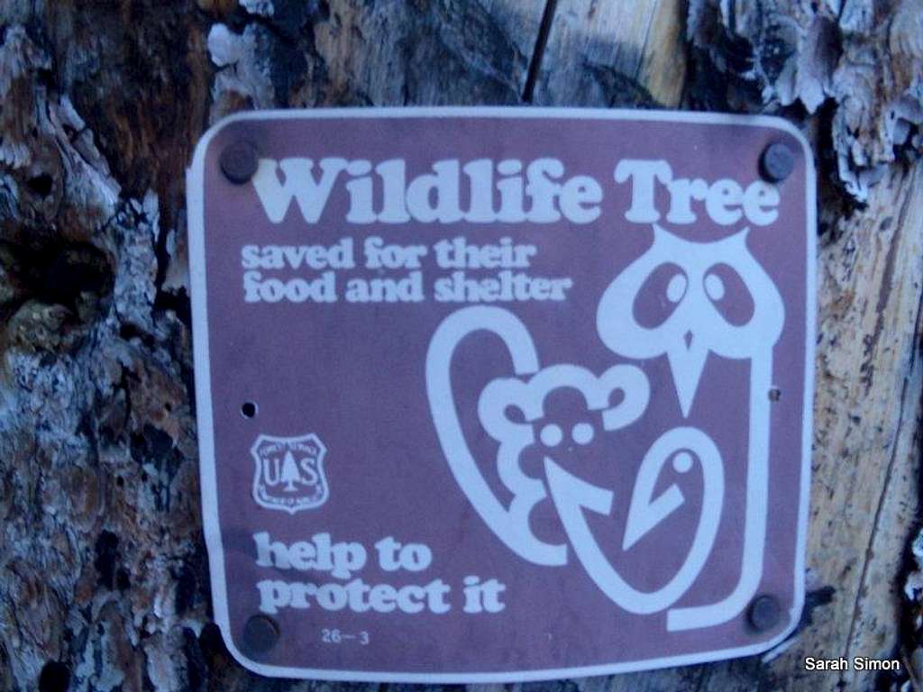 Wildlife Tree