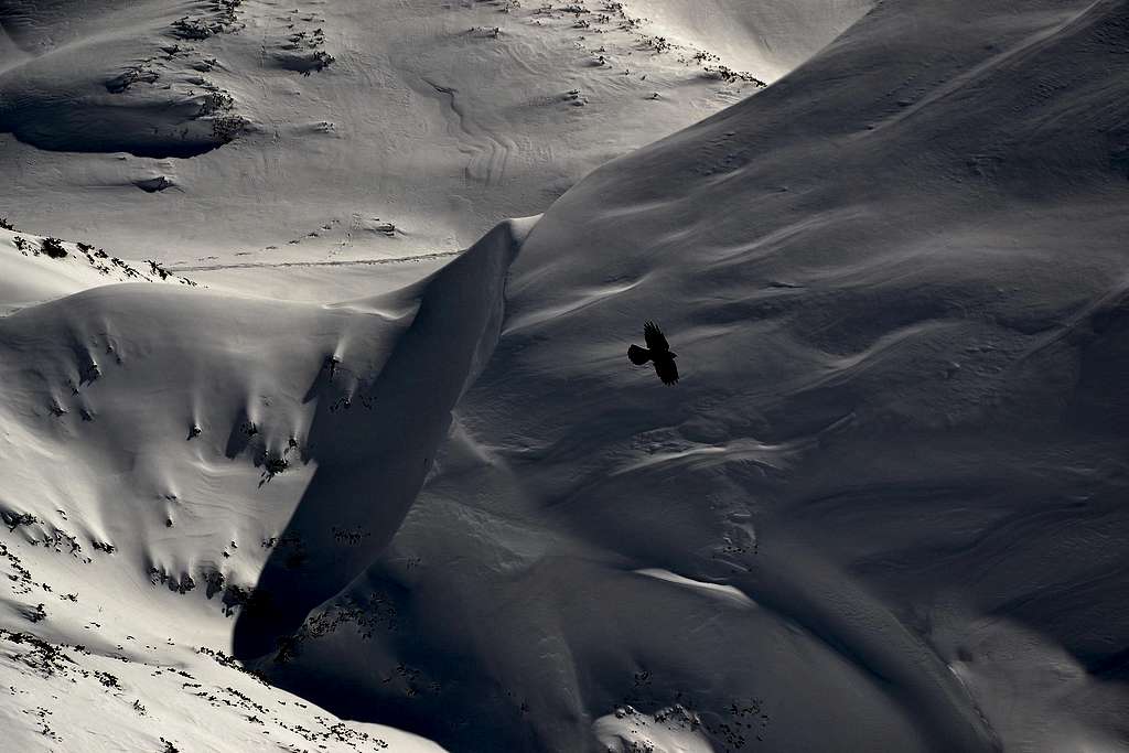 Alpine chough flying over the snow