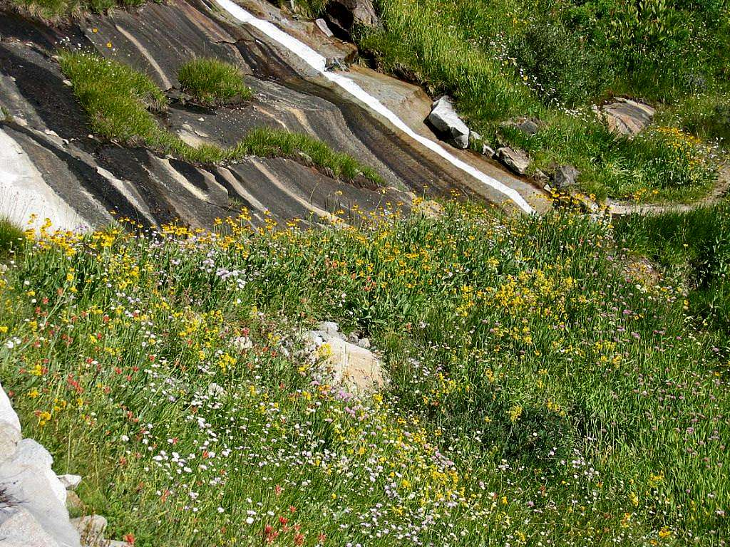 High Sierra Trail Hamilton Lake Lush Hillside Greenery and Flowers