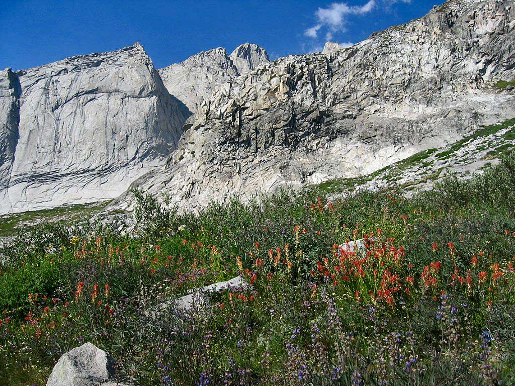 High Sierra Trail wildflowers above Hamilton Lake