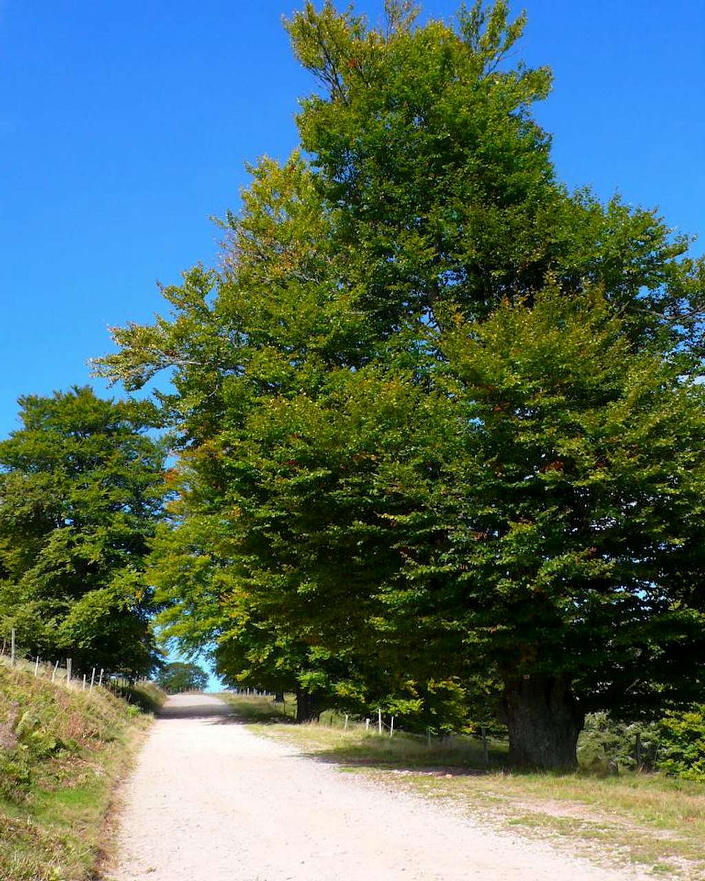 Tree on the Petit Ballon