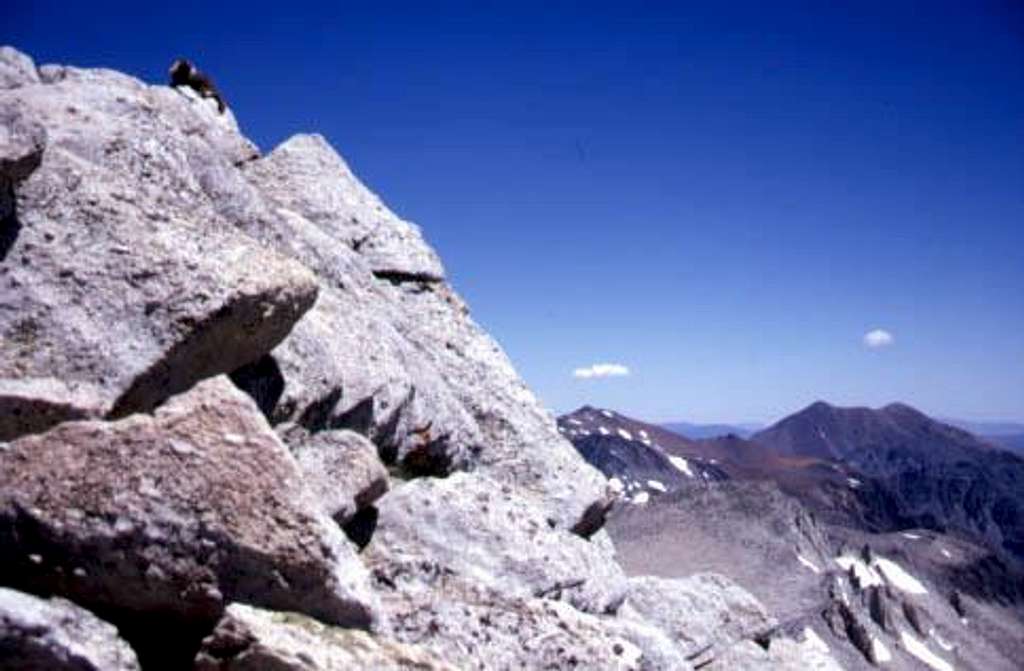 A marmot on the summit....