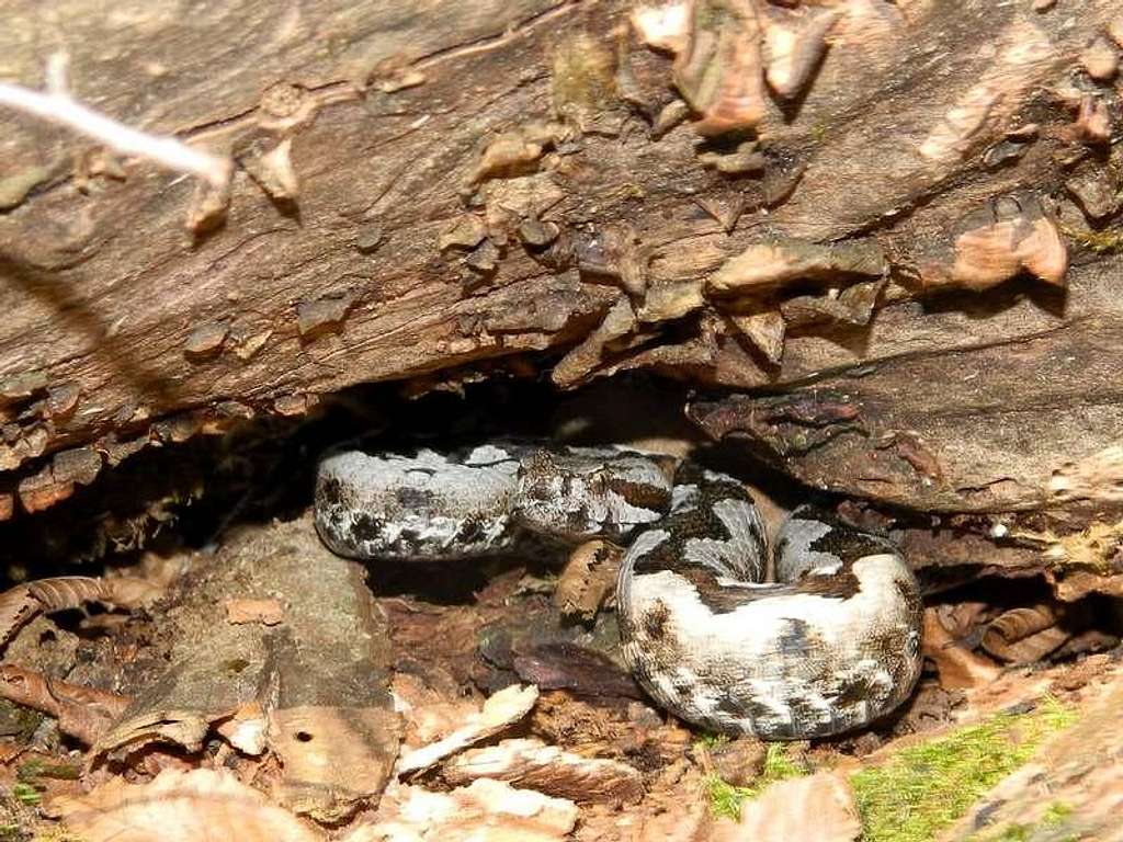 vipera ammodytes