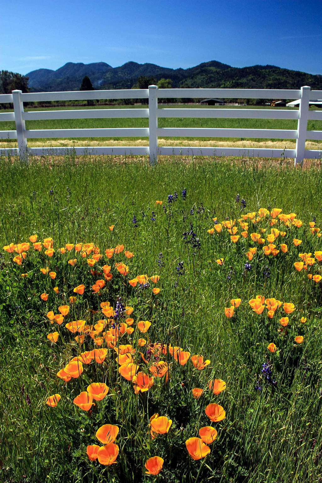 Poppies in Collayomi Valley