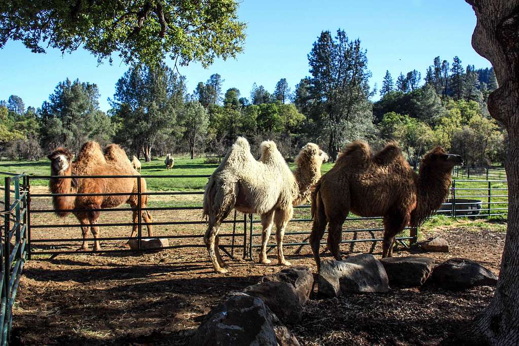 Bactrian camels at Sacred Camel Gardens