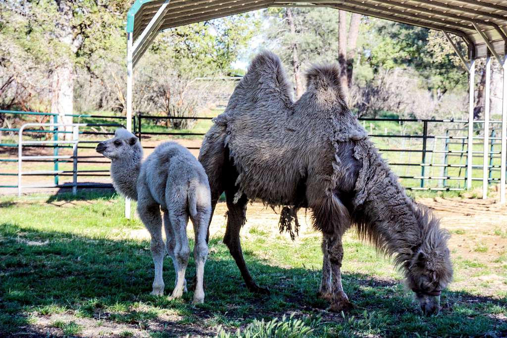 Young camel and maybe it's mother.