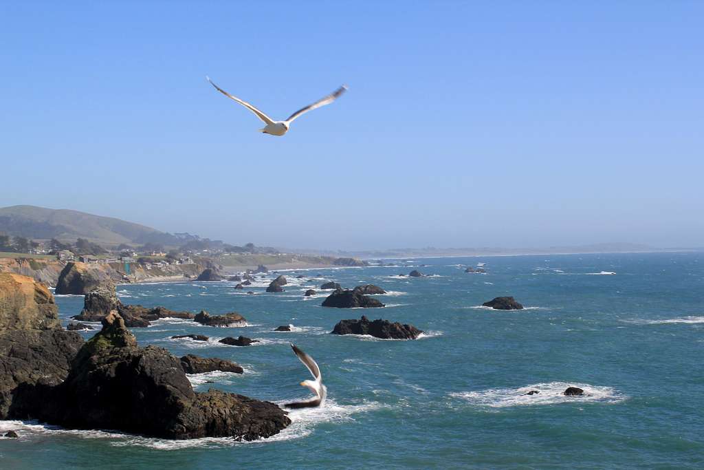 Seagulls drafting at Duncans Cove Sonoma Coast