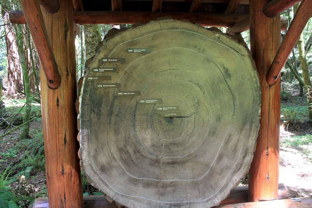 Muir Woods National Monument Redwood Cross-Section