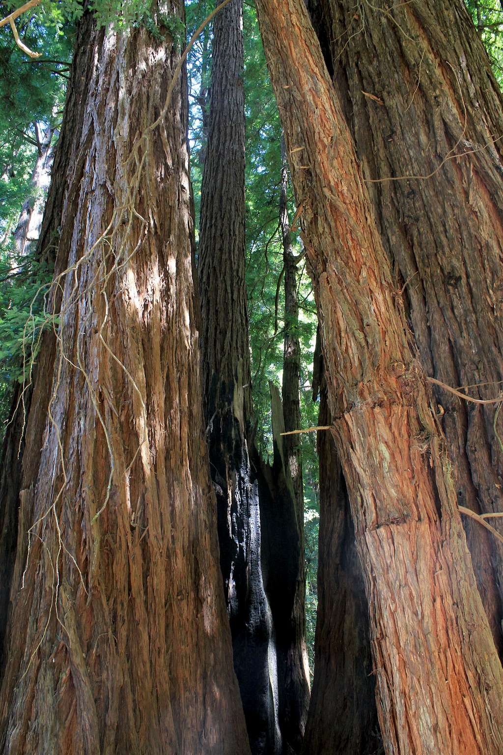 Muir Woods National Monument New Growths from Ancient Redwood