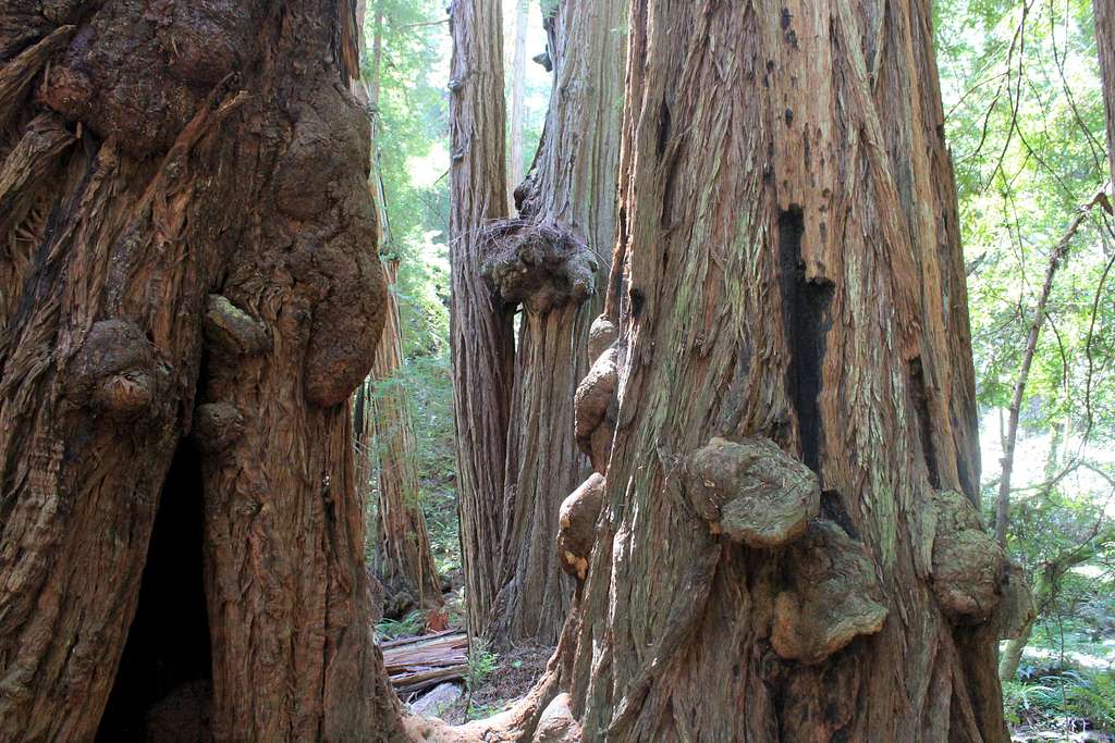Muir Woods National Monument Redwood Burls