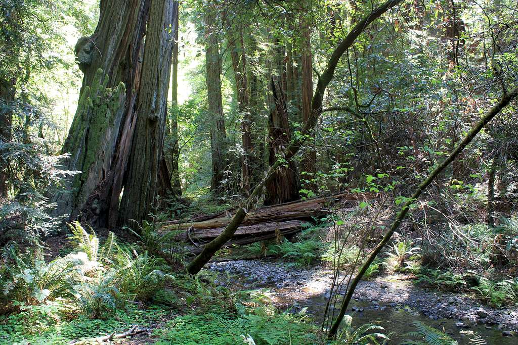 Muir Woods National Monument Redwood Creek