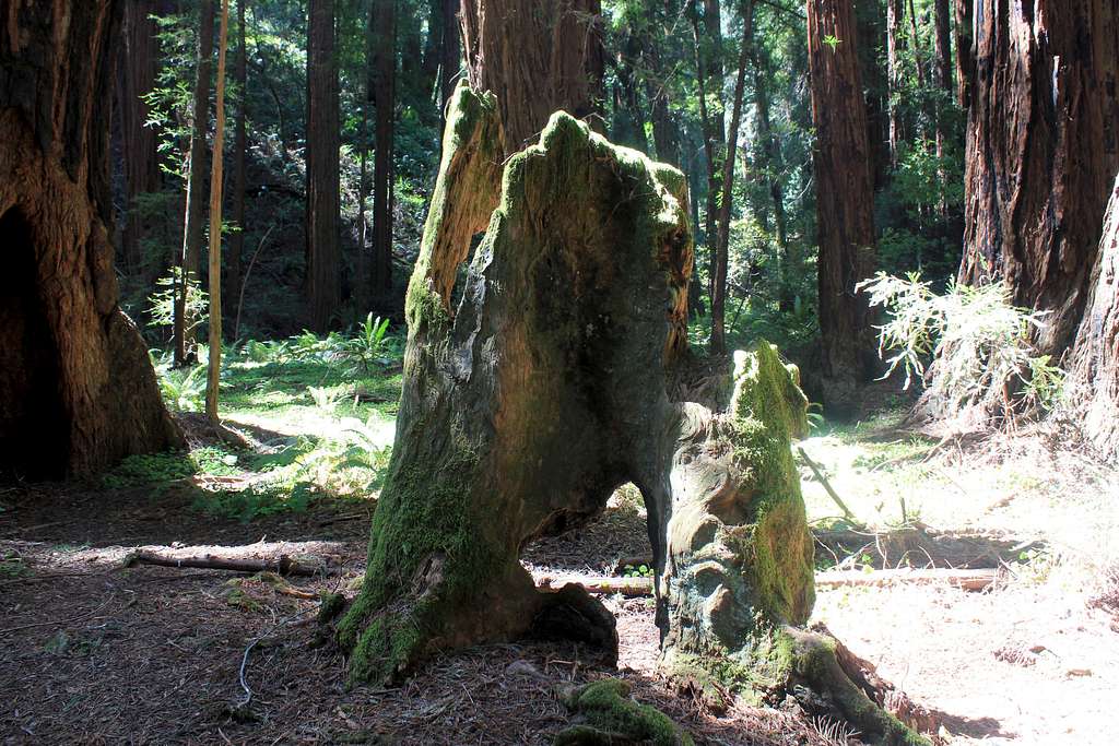 Muir Woods National Monument Redwood Stump