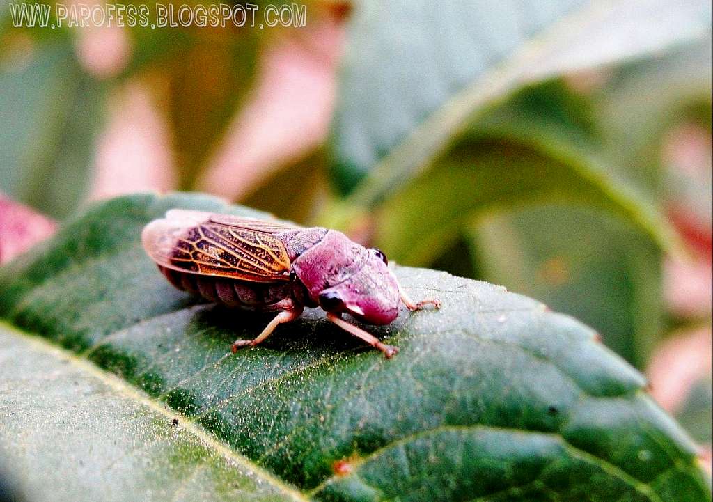 Baby  cicada
