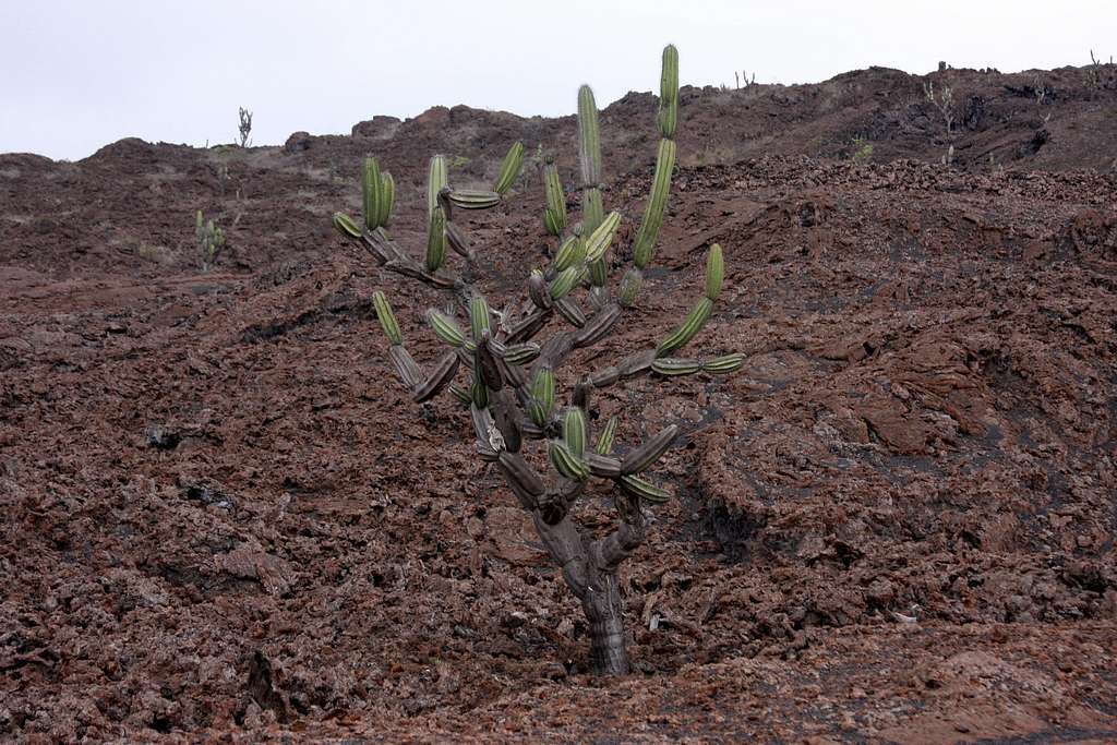 candelabra cactus