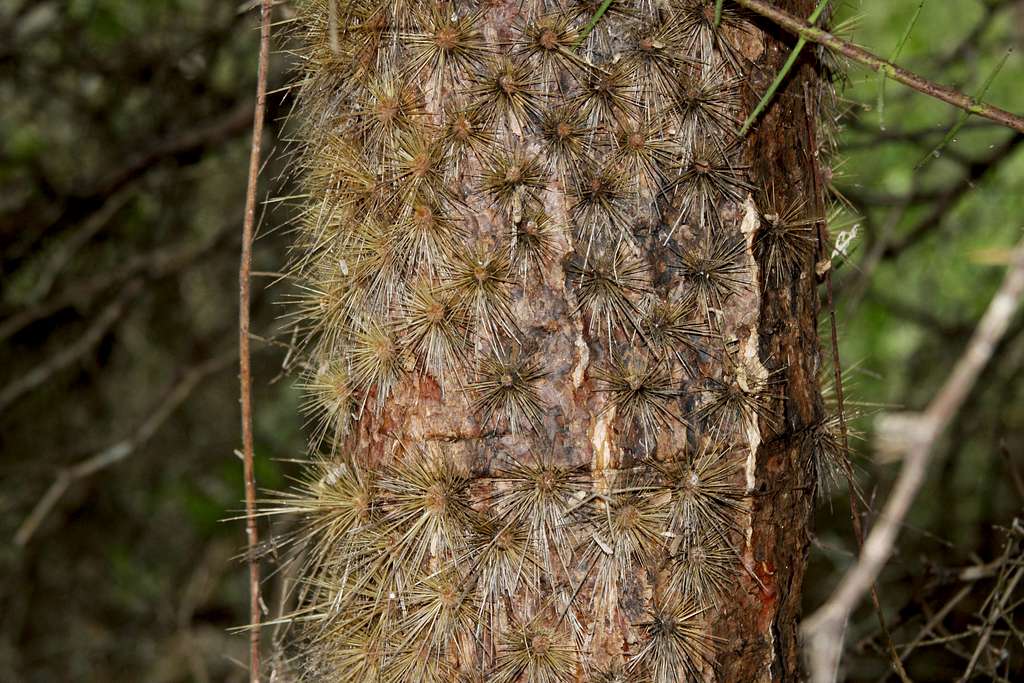 trunk of tree Opuntia
