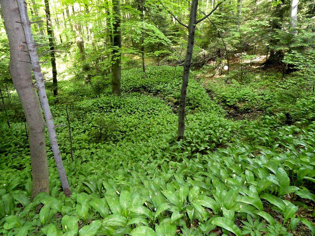 Mount Cergowa - Our hike – May 8, 2013