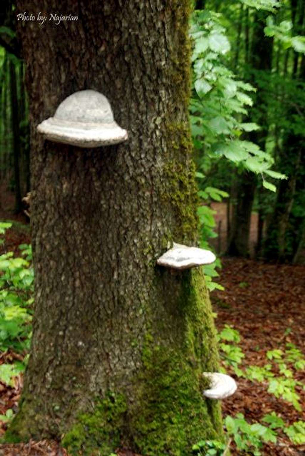 Mushrooms and Trees