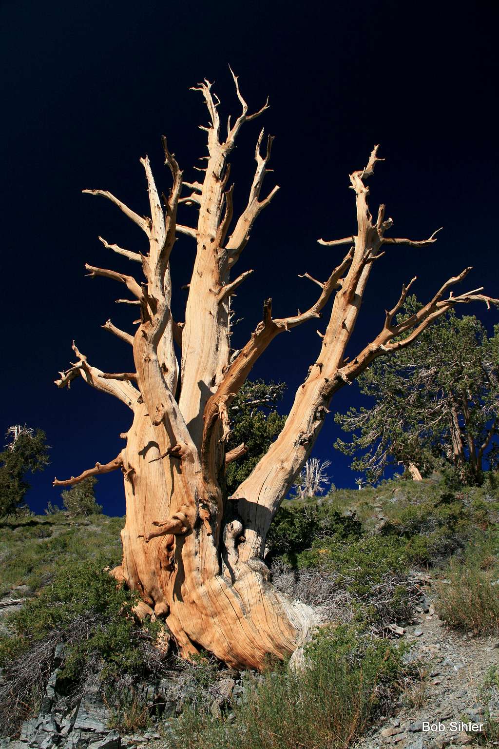 Bristlecone Pine on Telescope Peak