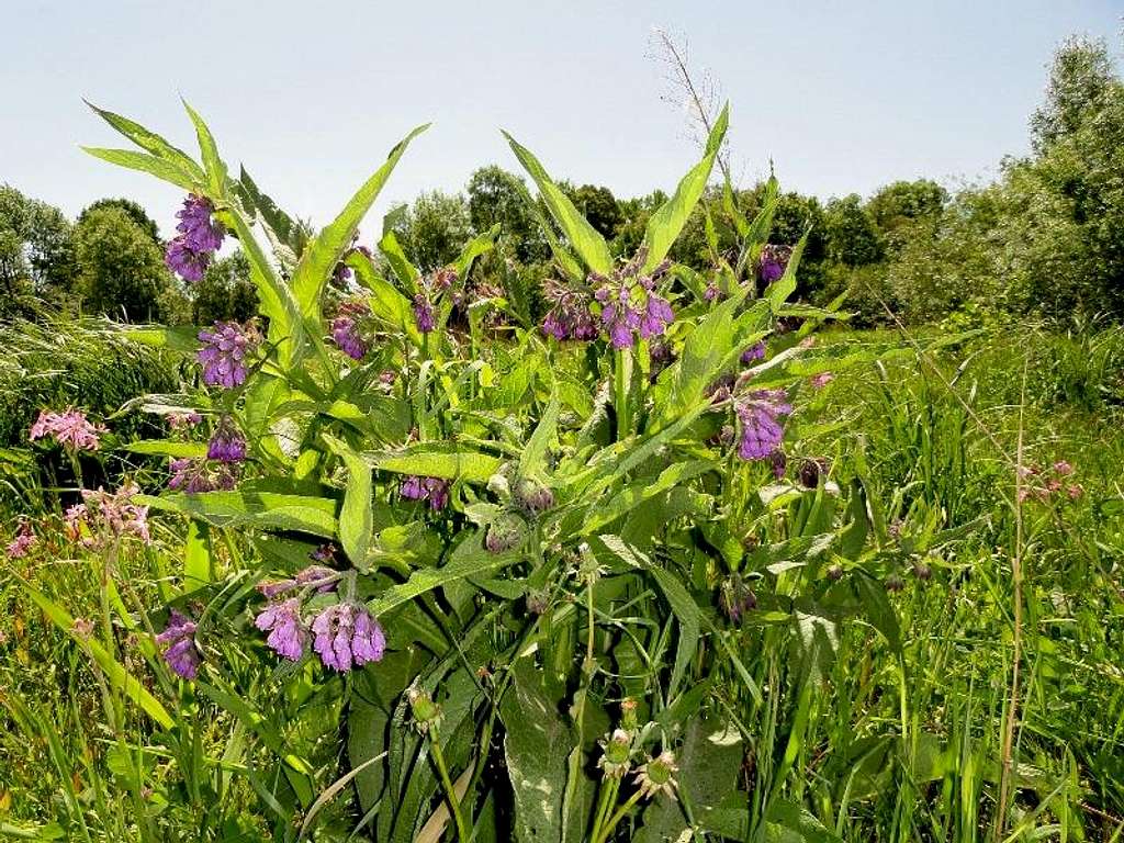 Purple Comfrey