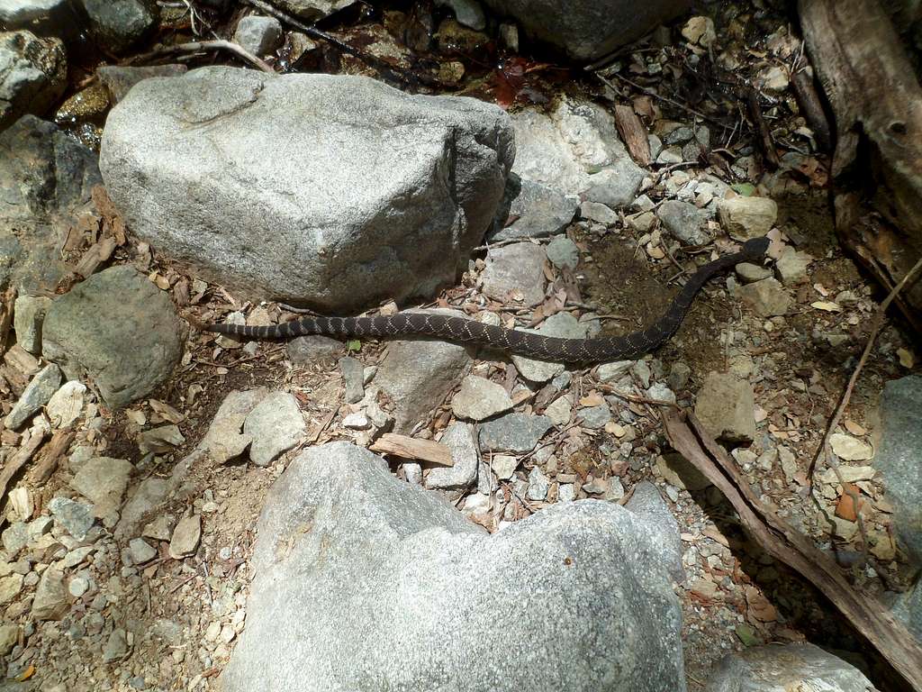 Rattlesnake in Icehouse Canyon