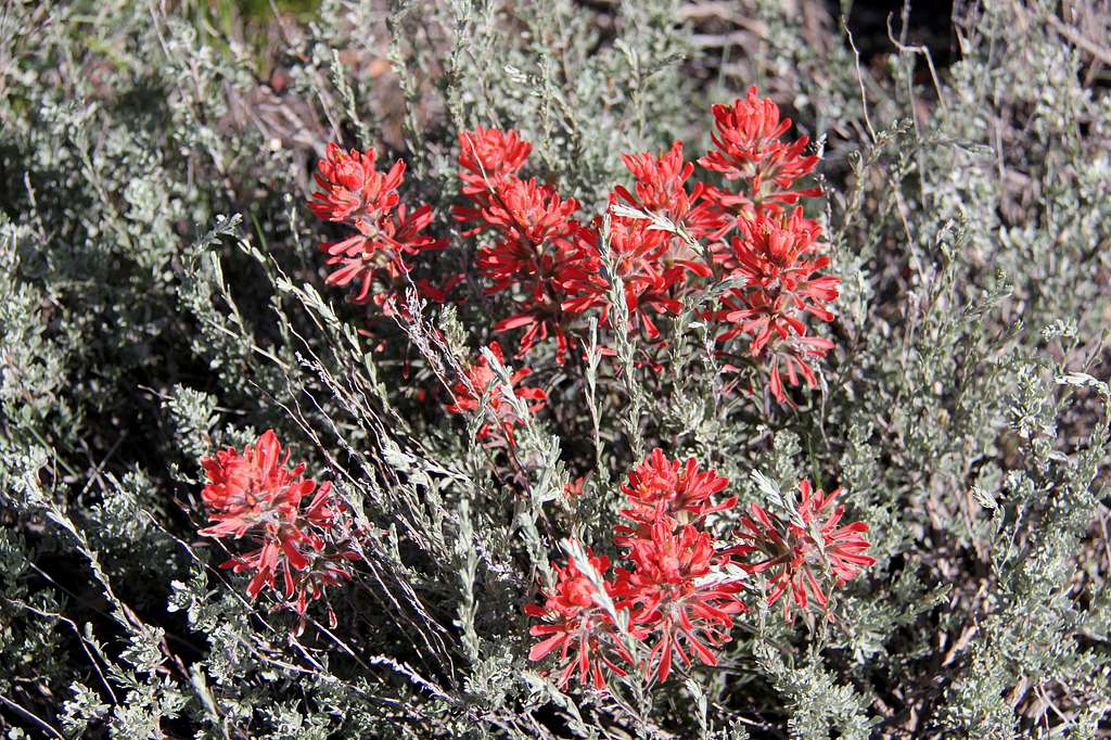 INDIAN PAINTBRUSH ALONG JACOBS LADDER TRAIL