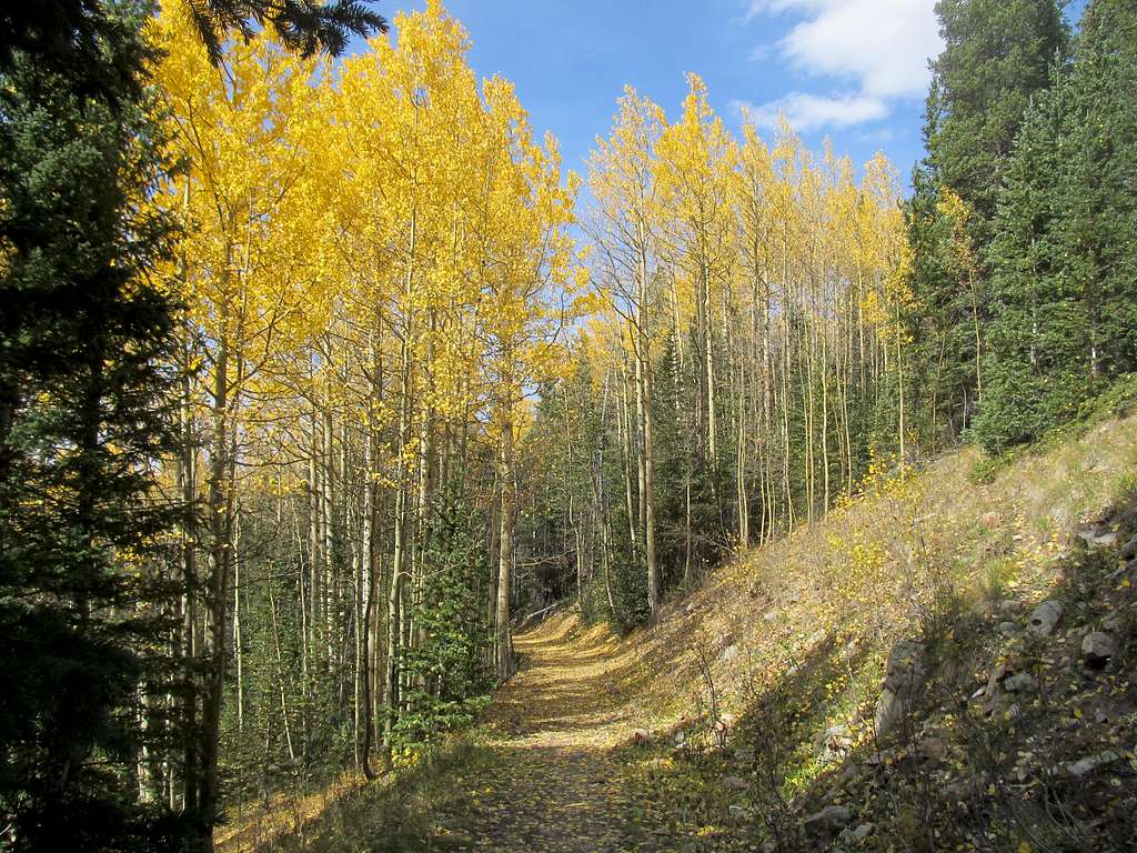aspen lined trail