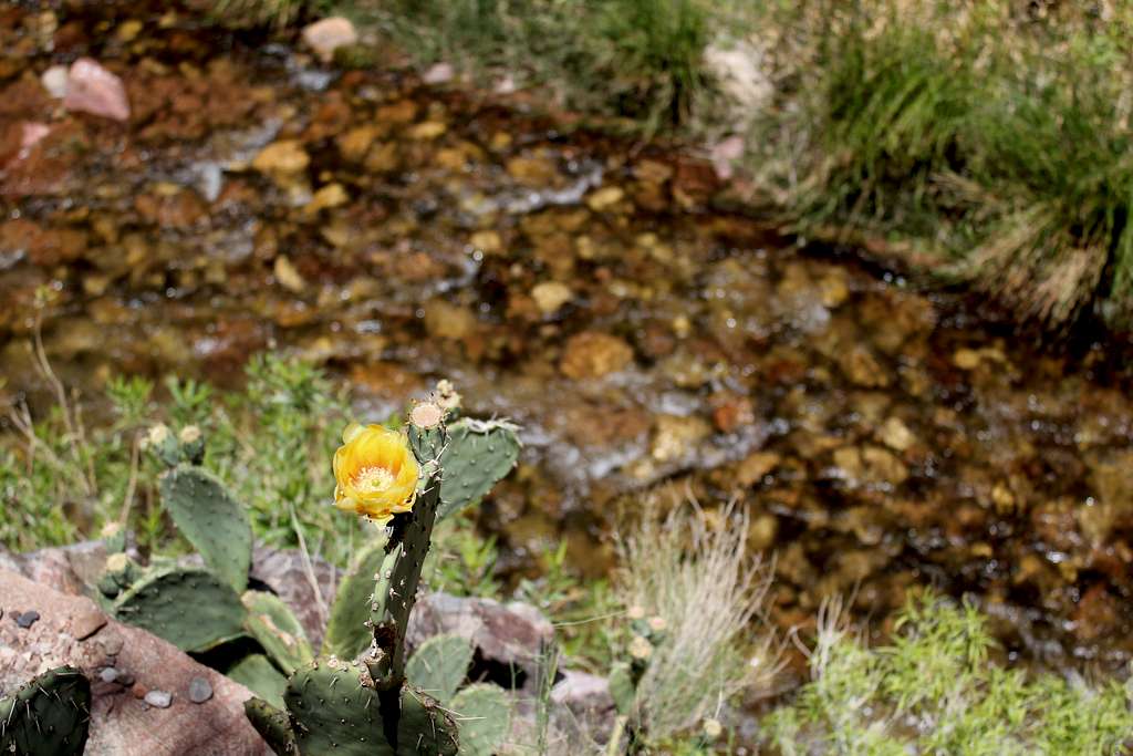 Yellow Flower in Barrel Cactus above Kaibab Creek