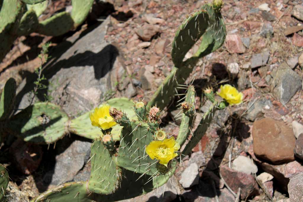 Yellow Flowers in Barrel Cacti in Grand Canyon