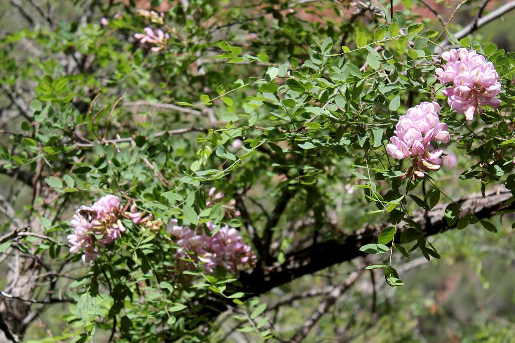 Close up of Flowering Tree with Butterfly on North Kaibab Trail