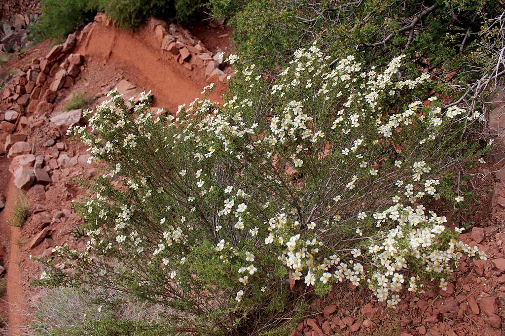 Flowering Bush on North Kaibab Trail