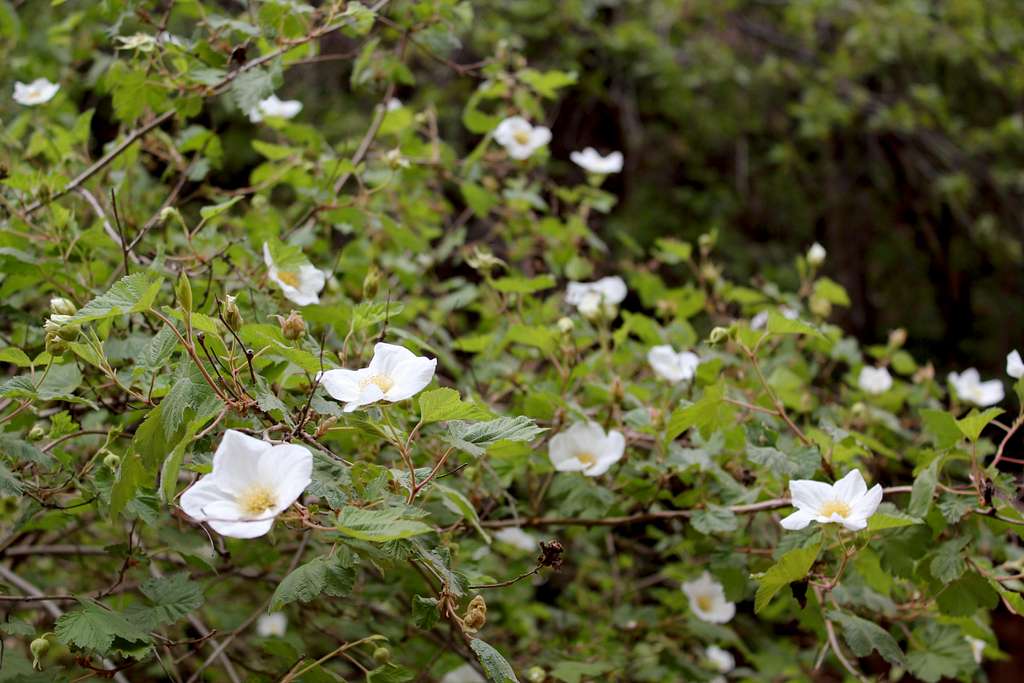 Flowering Vines on North Kaibab Trail
