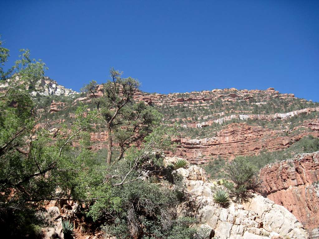 North Kaibab Trail in Grand Canyon Pine Tree