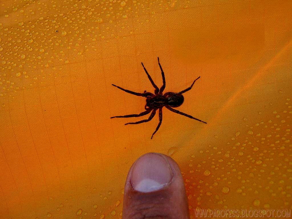 Unexpected visitor inside my tent
