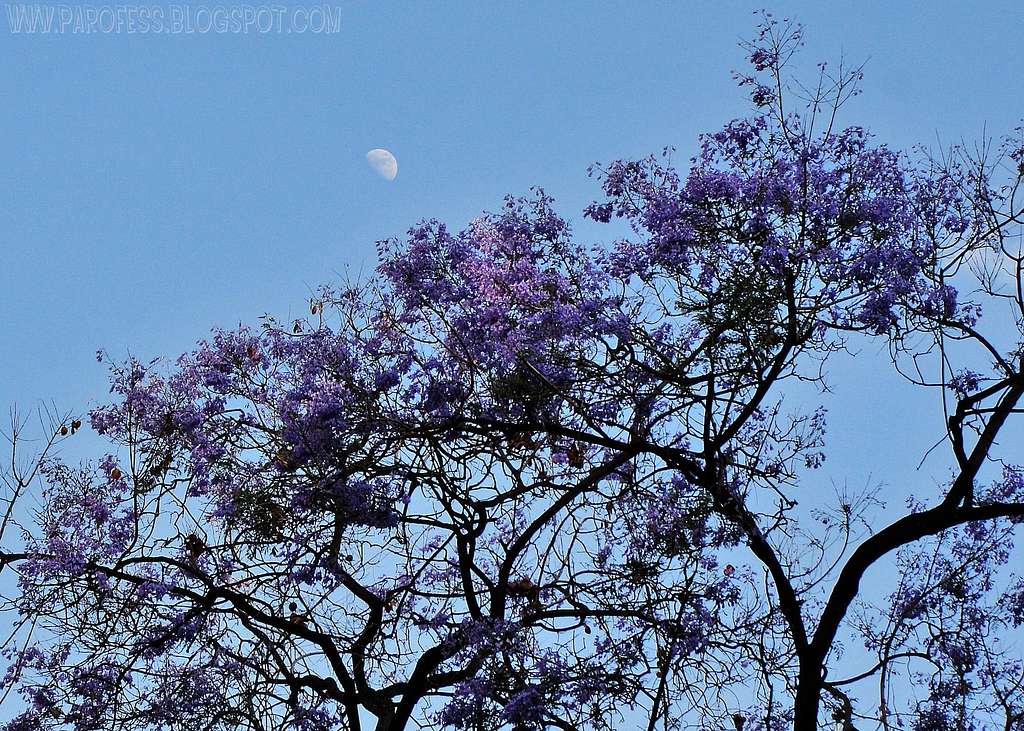 Nice and colorful Jacarandá Mimoso and the moon