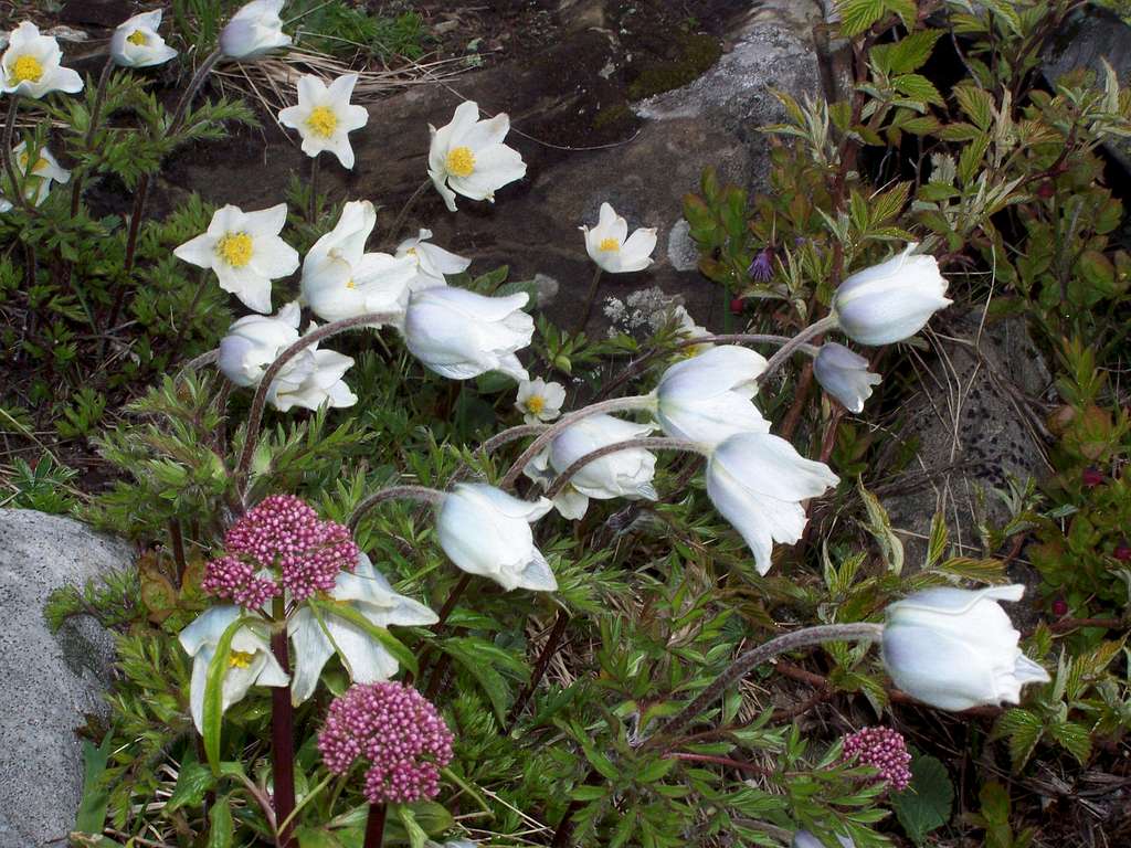 Alpine pasqueflower