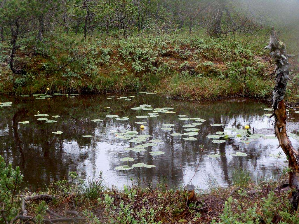 water lillies along boardwalk