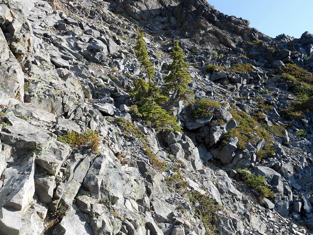 Mountain Hemlocks