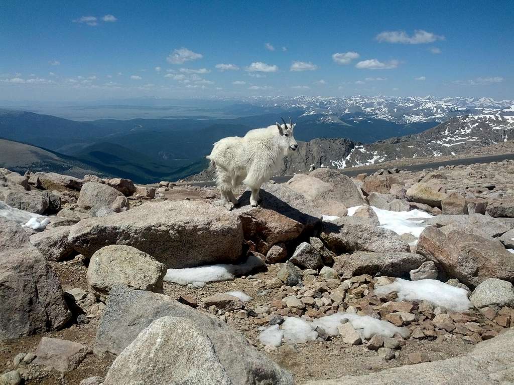 Mountain Goat on Mount Evans